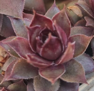 Sempervivum "DINAMO" - Зображення 2