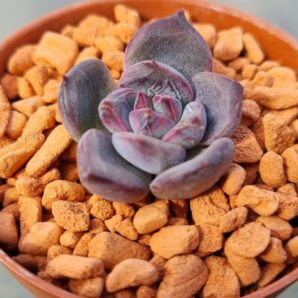 Echeveria "PURPLE STONE"