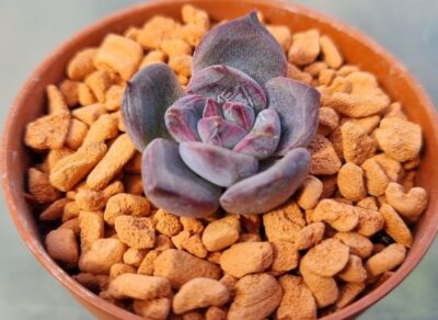Echeveria "PURPLE STONE"