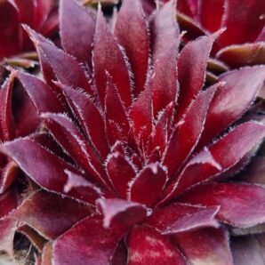 Sempervivum "RED ICE"
