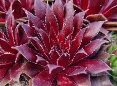 Sempervivum "RED ICE"