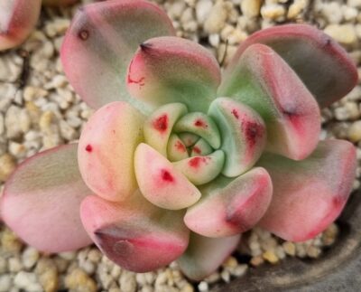 Echeveria "FLAMENKO" var. - Зображення 2