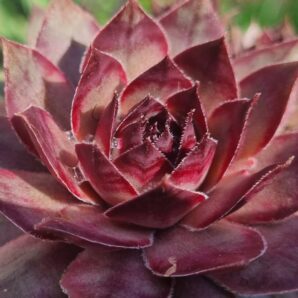 Sempervivum "DINAMO"