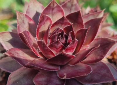 Sempervivum "DINAMO"