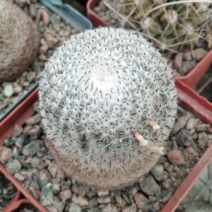 Mammillaria pseudoperbella -cube-7cm-