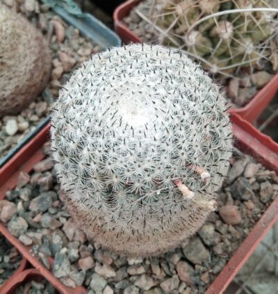 Mammillaria pseudoperbella -cube-7cm-