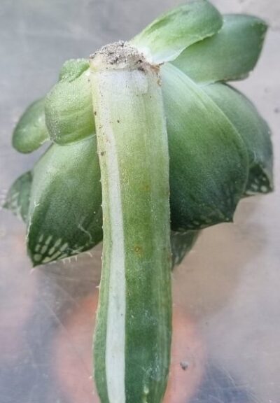 Haworthia "DECIPIENS” var. - Зображення 2