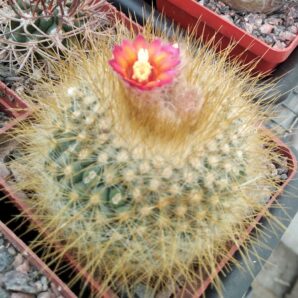 Parodia chryzacantion v. rubriflora -cube-7cm-