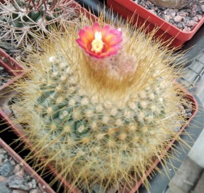 Parodia chryzacantion v. rubriflora -cube-7cm-