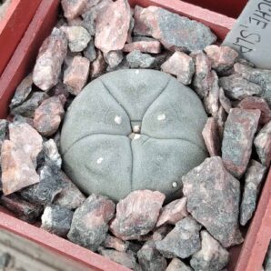 Lophophora williamsii RS268 -cube-5cm-