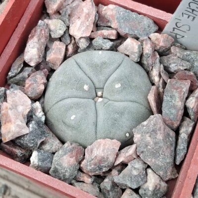 Lophophora williamsii RS268 -cube-5cm-