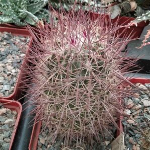Echinomastus jonsonii v. lutescens -Dh- cube-7cm- rare!-