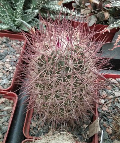 Echinomastus jonsonii v. lutescens -Dh- cube-7cm- rare!-