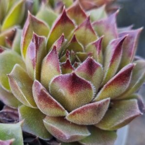 Sempervivum "GERBERSTERN"