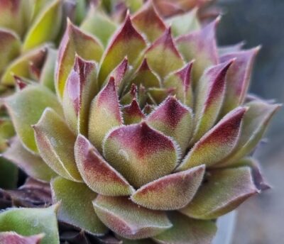 Sempervivum "GERBERSTERN"