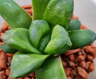 Haworthia "Gold Rush" - Зображення 2