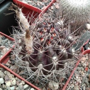 Horridocactus floccosus -cube-7cm-