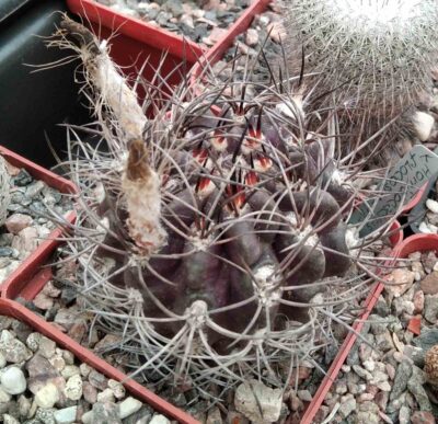Horridocactus floccosus -cube-7cm-