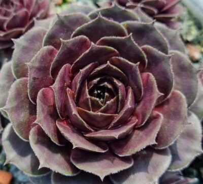 Sempervivum "OLD ROSE" - Зображення 2
