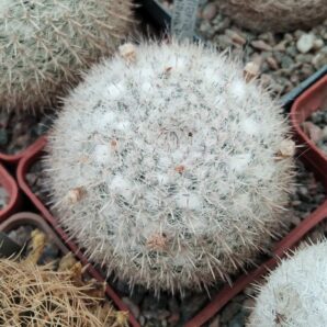 Mammillaria klissingiana MK76.385 -cube-7cm-