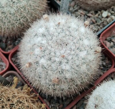 Mammillaria klissingiana MK76.385 -cube-7cm-