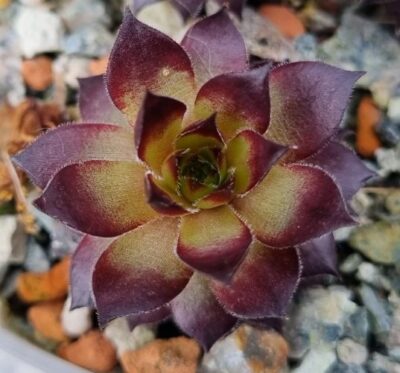 Sempervivum "MARIA ROCACH" - Зображення 2