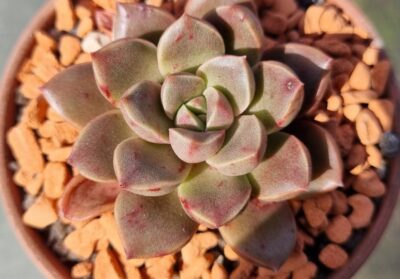 Echeveria "MORALBI" - Зображення 2