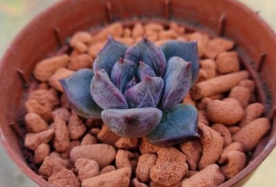Echeveria "PURPLE STONE"