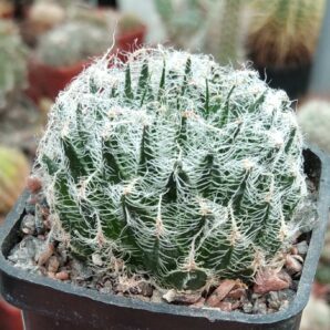 Haworthia arachnoidea v. candida -cube-5cm -сіянець-