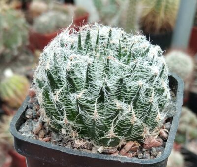 Haworthia arachnoidea v. candida -cube-5cm -сіянець-