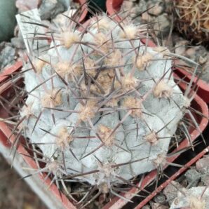 Acanthocalycium griseum P144 -silver form, select-seeds-насіння-