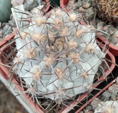 Acanthocalycium griseum P144 -silver form, select-seeds-насіння-