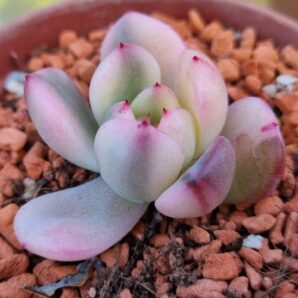 Echeveria "FLAMENKO" var.