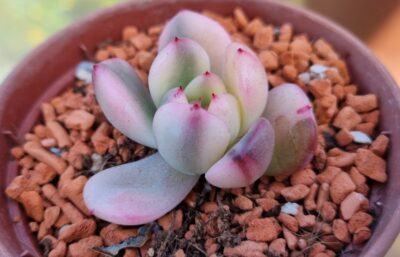 Echeveria "FLAMENKO" var.