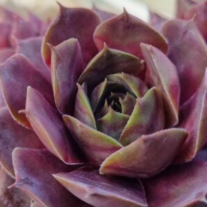 Sempervivum "DONNEL"