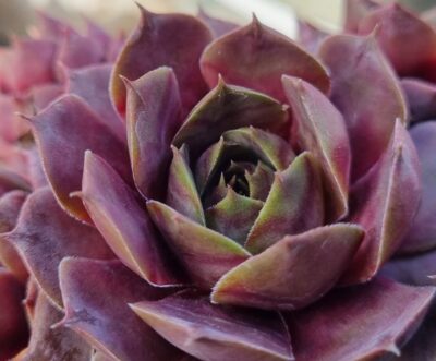 Sempervivum "DONNEL"