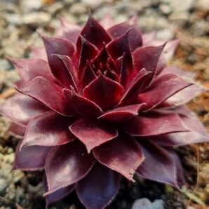 Sempervivum "BLACK LADY"
