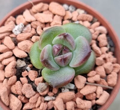 Echeveria "BLACK FOREST" - Зображення 2
