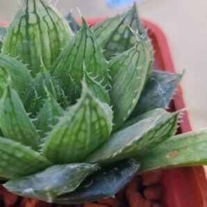 Haworthia "DECIPIENS” var.