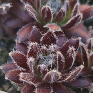 Sempervivum "KEFIRA"