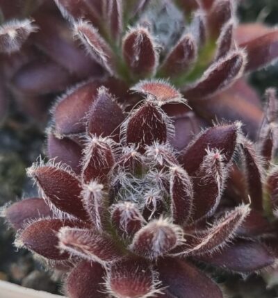 Sempervivum "KEFIRA"
