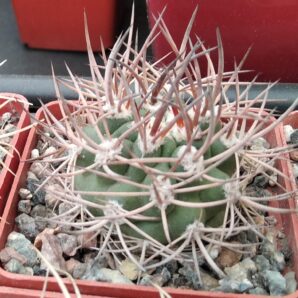 Pyrrhocactus bulbocalyx -cube-6cm-