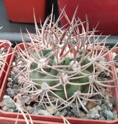 Pyrrhocactus bulbocalyx -cube-6cm-