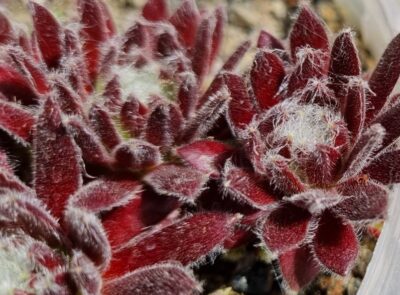Sempervivum "KEFIRA" - Зображення 3