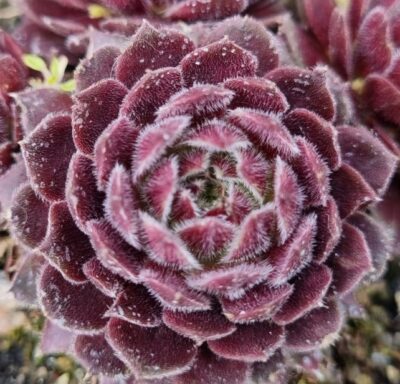 Sempervivum "HABERER BOY" - Зображення 2