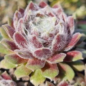 Sempervivum "WHITE LEDY"