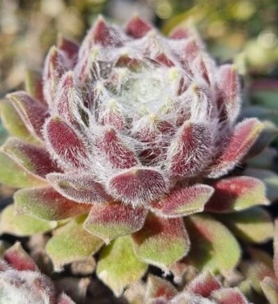 Sempervivum "WHITE LEDY"