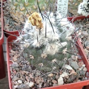 Copiapoa dealbata PV2045 -cube-7cm-