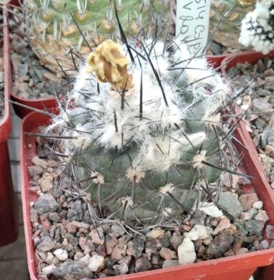 Copiapoa dealbata PV2045 -cube-7cm-
