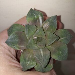 Haworthia Variegated 'Mutica'
